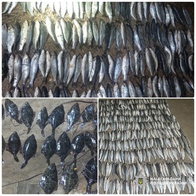 На Одещині двох чоловіків викрили на незаконному вилові майже 480 рибин у нацпарку «Тузлівські лимани» На Одещині двох чоловіків викрили на незаконному вилові майже 480 рибин у нацпарку «Тузлівські лимани»