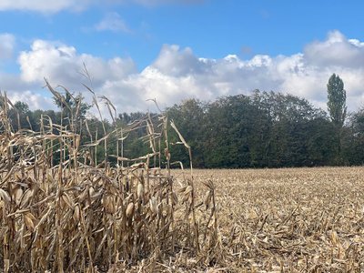 На Вінниччині завершують збір кукурудзи На Вінниччині завершують збір кукурудзи