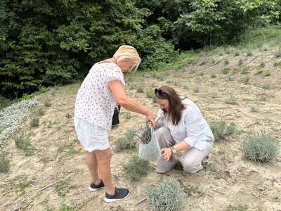 тернопіль, толока в кременецькому ботсаду, лаванда, переселенці, 27 липня 2026 року