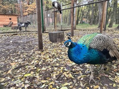 Зоокуток у Гідропарку Житомира: чим годують тварин та як готуються до зими Зоокуток у Гідропарку Житомира: чим годують тварин та як готуються до зими