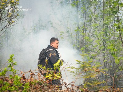 Лісову пожежу у Мукачівському районі локалізували: що відомо Лісову пожежу у Мукачівському районі локалізували: що відомо