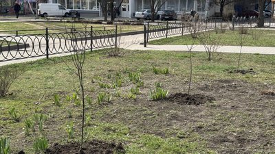 36 дерев за кожен прожитий рік: у Кропивницькому висадили алею сакур і слив у пам’ять про загиблого бійця 36 дерев за кожен прожитий рік: у Кропивницькому висадили алею сакур і слив у пам’ять про загиблого бійця