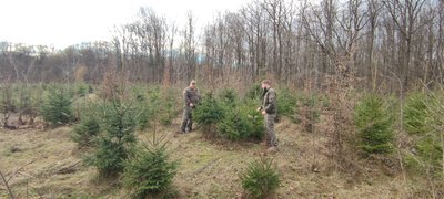На Хмельниччині посилили охорону хвойних насаджень у новорічний період На Хмельниччині посилили охорону хвойних насаджень у новорічний період