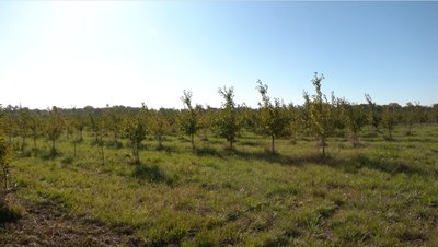 Як вирощують вишневі сади на Рівненщині Як вирощують вишневі сади на Рівненщині