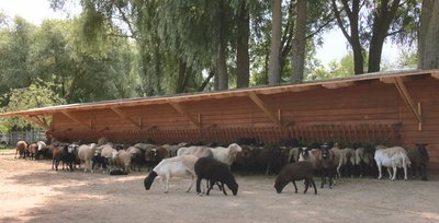 Вівці Вівці