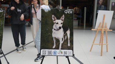 Сумські зоозахисники показали підопічних собак на фотовиставці Сумські зоозахисники показали підопічних собак на фотовиставці