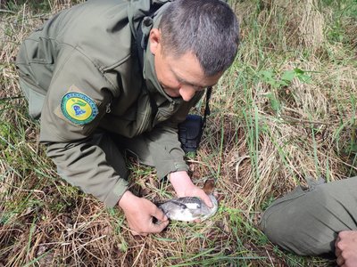Уперше за 89 років виявили гніздування креха малого в Україні на Рівненщині Уперше за 89 років виявили гніздування креха малого в Україні на Рівненщині