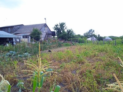 "Врожаї можуть бути нижчими на 25-30%". Як спека вплинула на врожаї Сумщини