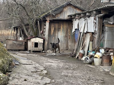 "Один одного виручаємо": як живуть у малолюдному селі Червона Діброва на Сумщині "Один одного виручаємо": як живуть у малолюдному селі Червона Діброва на Сумщині