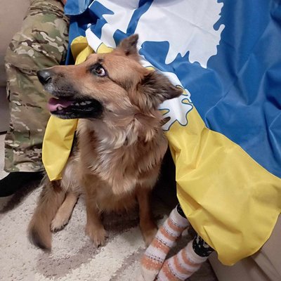 Херсонщина, інтерв'ю, Світлана Гаврилів, собака Херсонщина, інтерв'ю, Світлана Гаврилів, собака
