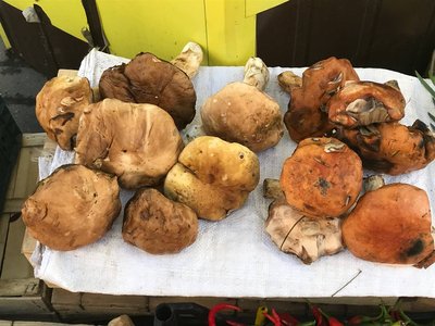 Свіжі гриби на Житньому ринку в Житомирі: ціни, попит і вплив посухи Свіжі гриби на Житньому ринку в Житомирі: ціни, попит і вплив посухи