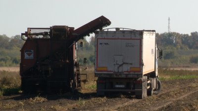 З тонни буряка — 80 кілограмів цукру: на Черкащині завершують збір цукрового буряка З тонни буряка — 80 кілограмів цукру: на Черкащині завершують збір цукрового буряка