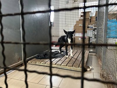 У Житомирі жінку покусали три безпритульні собаки У Житомирі жінку покусали три безпритульні собаки