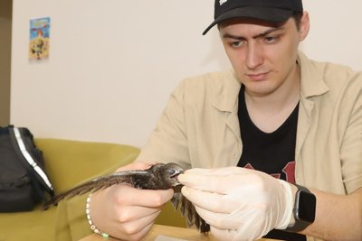 Як в Охтирці волонтери рятують пташенят чорних серпокрильців — стрижів Як в Охтирці волонтери рятують пташенят чорних серпокрильців — стрижів
