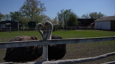 "З горла стирчала трахея": в якому стані врятовані страуси після атаки РФ КАБами по Новопавлівці "З горла стирчала трахея": в якому стані врятовані страуси після атаки РФ КАБами по Новопавлівці