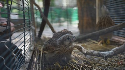 У вінницькому зоодворику виходжують двох соколят У вінницькому зоодворику виходжують двох соколят