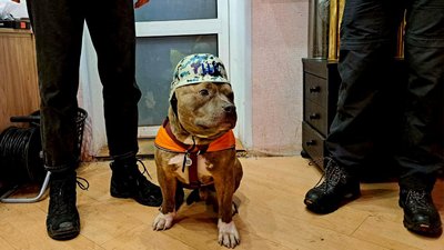соціальне таксі волонтери допомога пес Містер Боб Краматорськ Донецька область 4 грудня 2024 рік соціальне таксі волонтери допомога пес Містер Боб Краматорськ Донецька область 4 грудня 2024 рік