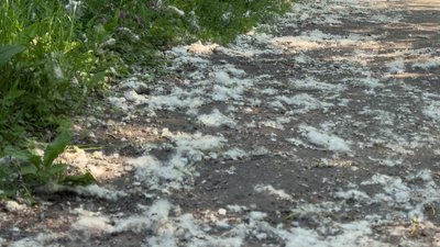 Пух тополі на стежках парку імені Михайла Чекмана Пух тополі на стежках парку імені Михайла Чекмана
