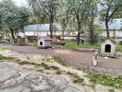 "Коли господар їде на фронт, пес Батон стресує": як в КП "Ласка" у Луцьку доглядають тварин "Коли господар їде на фронт, пес Батон стресує": як в КП "Ласка" у Луцьку доглядають тварин