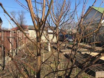 Весняна обрізка плодових дерев: поради від садівника з Житомира Весняна обрізка плодових дерев: поради від садівника з Житомира