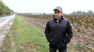 Через затяжні дощі на Вінниччині фермери втрачають врожай соняшнику та сої Через затяжні дощі на Вінниччині фермери втрачають врожай соняшнику та сої