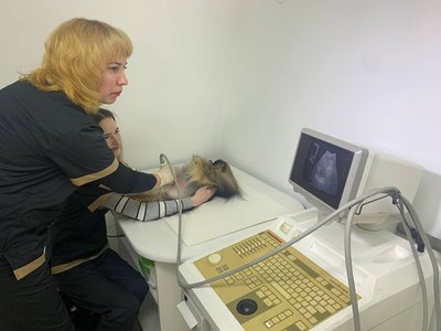 "Вже втретє розпочинаємо бізнес з нуля". Як у Чернівцях працює зооклініка з Бахмута "Вже втретє розпочинаємо бізнес з нуля". Як у Чернівцях працює зооклініка з Бахмута