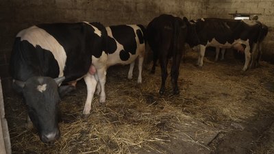 Тримають три корови, два бички і двох телят: господарство подружжя Костюкевичів із села Малеве на Рівненщині Тримають три корови, два бички і двох телят: господарство подружжя Костюкевичів із села Малеве на Рівненщині