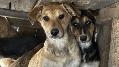Цуценята з Лимана Слов’янськ Донецька область 24 квітня 2025 рік Цуценята з Лимана Слов’янськ Донецька область 24 квітня 2025 рік