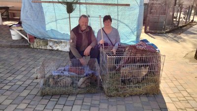 ДНК підтвердив: врятовані на Одещині кошенята — дикі лісові коти. Що з ними зараз