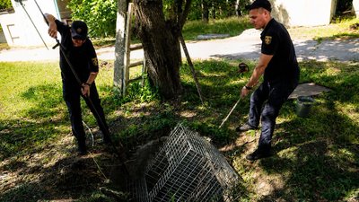 У Кропивницькому рятувальники дістали з колодязя пару борсуків У Кропивницькому рятувальники дістали з колодязя пару борсуків