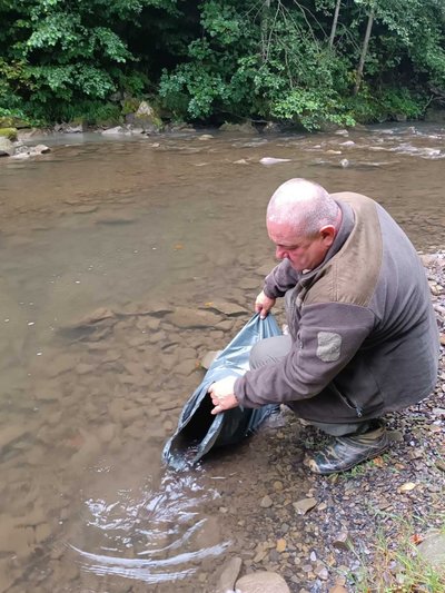 80 тисяч мальків струмкової форелі випустили в річки Закарпаття 80 тисяч мальків струмкової форелі випустили в річки Закарпаття