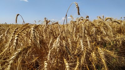 Колосся зернової культури у полі, липень 2023 року Колосся зернової культури у полі, липень 2023 року