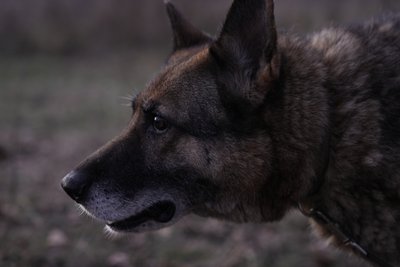 Сумські волонтери лікують собаку Мрію, що прийшла з Росії Сумські волонтери лікують собаку Мрію, що прийшла з Росії