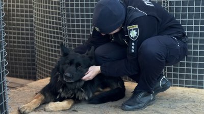 Херсон, патрульна поліція, собака, вівчарка Херсон, патрульна поліція, собака, вівчарка