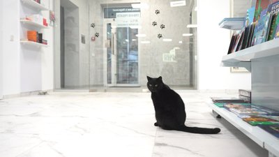 Чорний Кіт Вуглик живе в одній із книгарень Рівного. Власниця розповіла, як він до них потрапив Чорний Кіт Вуглик живе в одній із книгарень Рівного. Власниця розповіла, як він до них потрапив