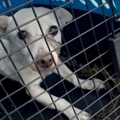 тварини евакуація волонтери гуманітарного руху UAnimals Донецька область 25 листопада 2024 рік тварини евакуація волонтери гуманітарного руху UAnimals Донецька область 25 листопада 2024 рік