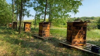«Праця на природі лікує душу»: ветеран із Кіровоградщини після полону втілив мрію й став пасічником «Праця на природі лікує душу»: ветеран із Кіровоградщини після полону втілив мрію й став пасічником