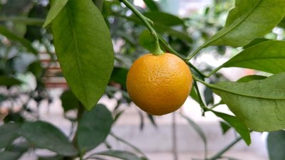 Двохсотрічні пальми, мандарини та кумквати: в оранжереї в Умані ростуть дерева з часів графа Потоцького Двохсотрічні пальми, мандарини та кумквати: в оранжереї в Умані ростуть дерева з часів графа Потоцького