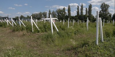 Як фермер Денис Баляшкін із Полтавщини вирощує різни сорти малини та лохини Як фермер Денис Баляшкін із Полтавщини вирощує різни сорти малини та лохини