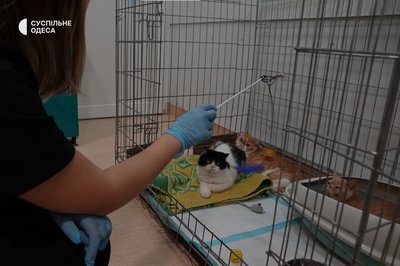 Полікістоз, коронавірус та акне: стан котів, яких вилучили з котокафе Cat Lounge в Одесі Полікістоз, коронавірус та акне: стан котів, яких вилучили з котокафе Cat Lounge в Одесі