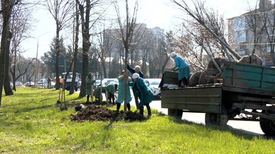 Липи, декоративні верби та платани: у Вінниці висаджують нові дерева Липи, декоративні верби та платани: у Вінниці висаджують нові дерева