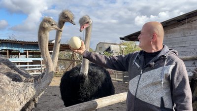 Страусеня в курячому інкубаторі: на Волині чоловік облаштував ферму зі страусами та павичами Страусеня в курячому інкубаторі: на Волині чоловік облаштував ферму зі страусами та павичами
