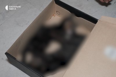 Двоє кошенят загинули: в Одесі вилучили тварин із котокафе після скандалу з "орендою" котів Двоє кошенят загинули: в Одесі вилучили тварин із котокафе після скандалу з "орендою" котів