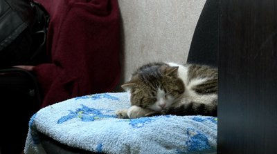 На Черкащині у міській раді "працює" кіт Мурчик На Черкащині у міській раді "працює" кіт Мурчик