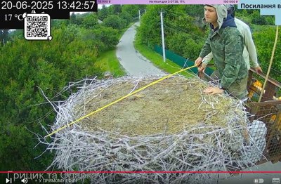 Лелеченятам Грицька та Одарки з Полтавщини причепили спостережні кільця Лелеченятам Грицька та Одарки з Полтавщини причепили спостережні кільця