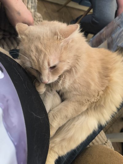 кіт, котики, арчибальд кіт, котики, арчибальд