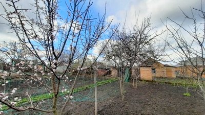 Квітневе похолодання на Кіровоградщині: як вплине на фруктові дерева Квітневе похолодання на Кіровоградщині: як вплине на фруктові дерева