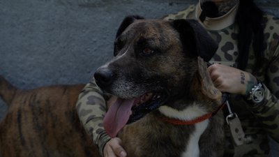 Господарів мобілізували — собака лишився посеред вулиці. У Дніпрі зооволонтерка прихистила стафордширського тер'єра Господарів мобілізували — собака лишився посеред вулиці. У Дніпрі зооволонтерка прихистила стафордширського тер'єра