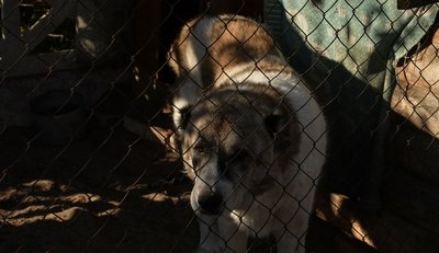 "Коні не винні": черкащанка рятує коней зі скотобоєнь та безпритульних тварин "Коні не винні": черкащанка рятує коней зі скотобоєнь та безпритульних тварин