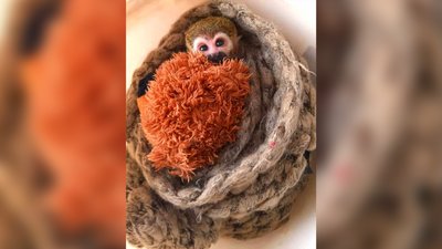 Вушками схожий на ельфа: історія мавпочки Бена з Миколаївського зоопарку